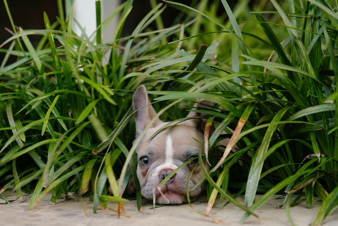 AKC French Bulldog puppies