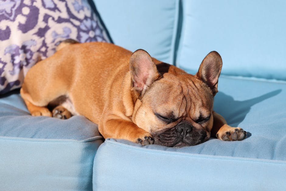 blue eyed french bulldog puppy