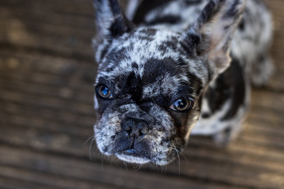 French Bulldog breed standard