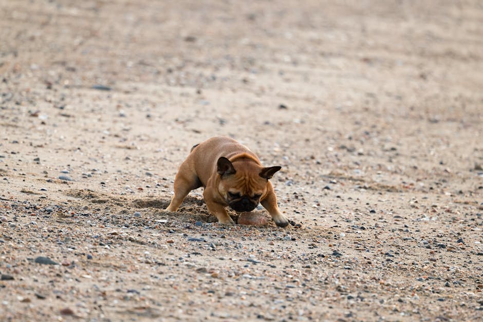 french bulldog puppies for adoption