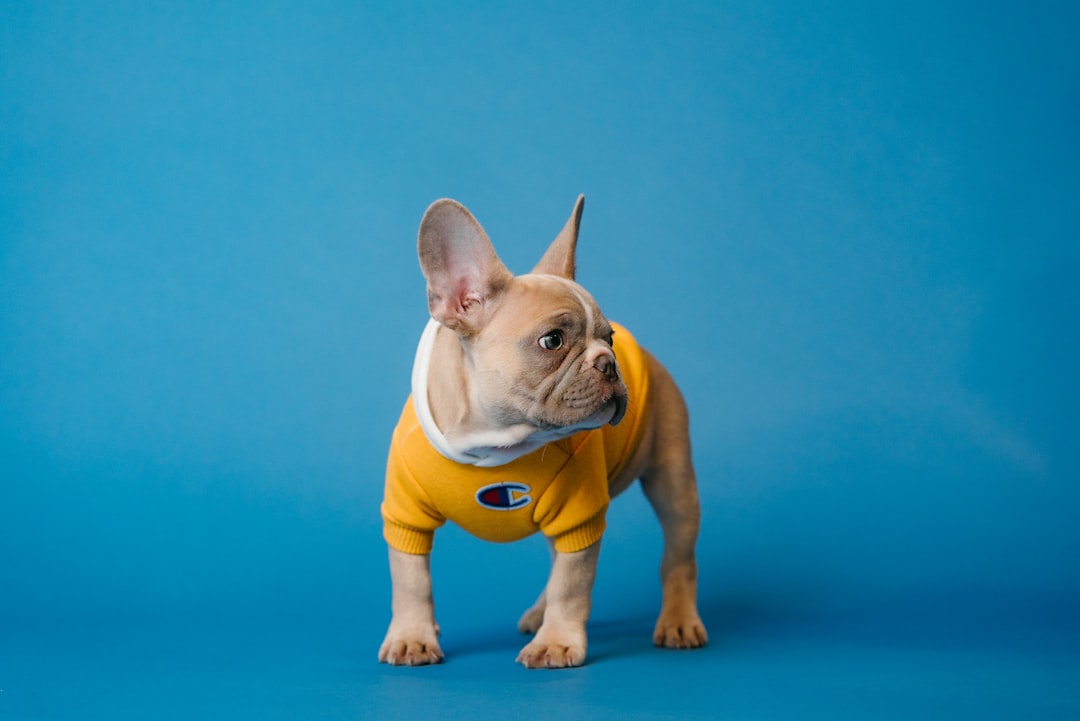 french bulldog puppies for sale