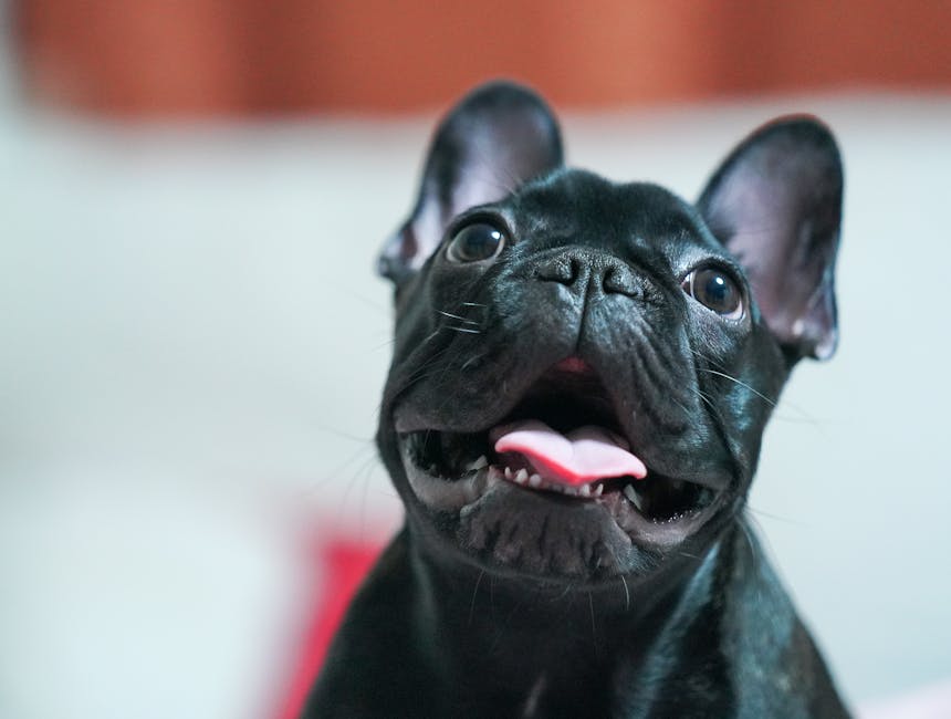 French Bulldog puppies with health guarantee