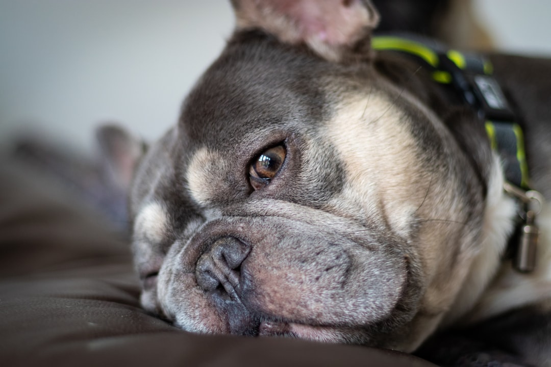 french bulldog puppy care