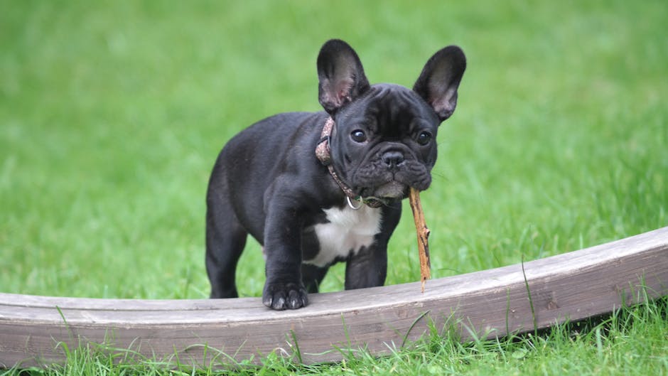 french bulldog puppy names