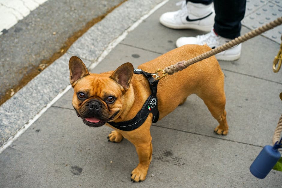 french bulldog temperament and personality