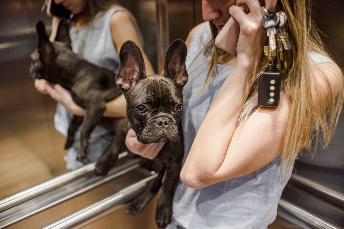 french bulldog temperament male vs female