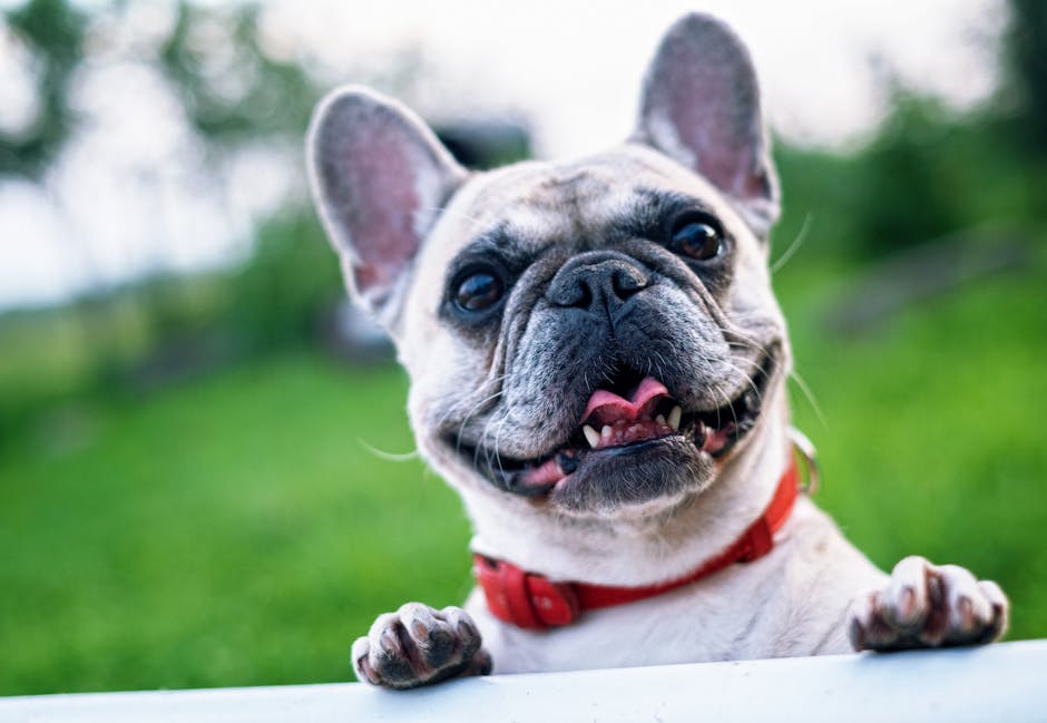 frenchie dog temperament