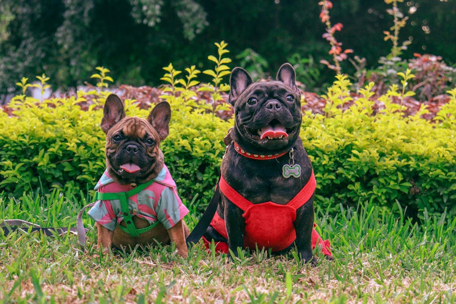 frenchies breeders near me