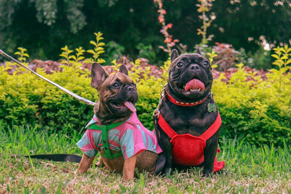 healthy french bulldog weight