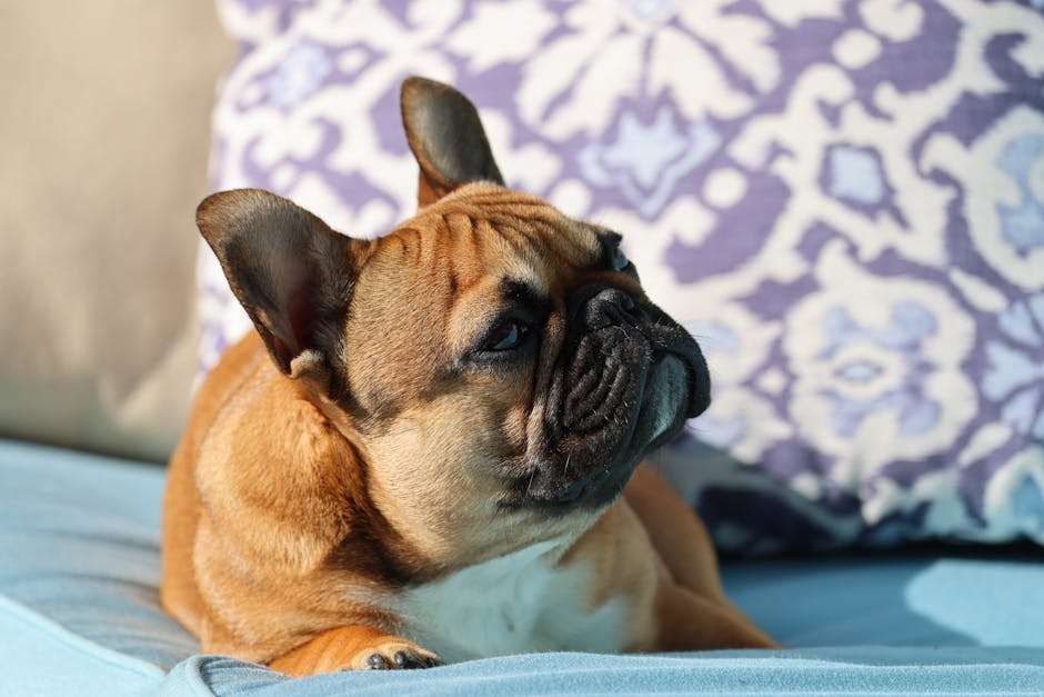 socialized French Bulldog puppies