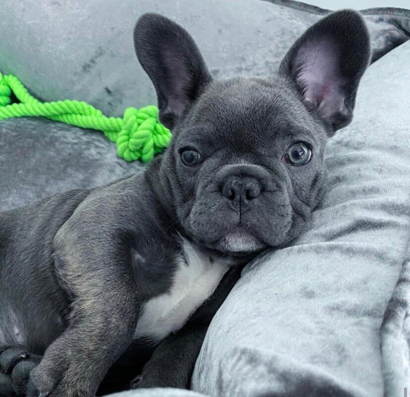 what is a healthy weight for a french bulldog