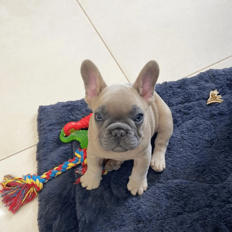 Merle French Bulldog