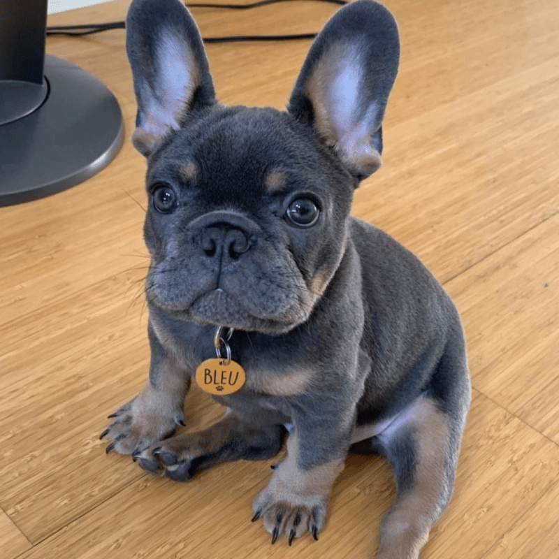 Lilac French Bulldogs