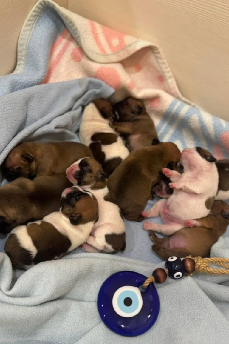 French bulldog puppies for sale
